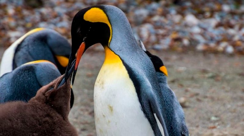El pingüino emperador se podrá adaptar al calentamiento global