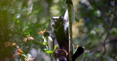 Un primate de Madagascar muestra habilidades musicales humanas