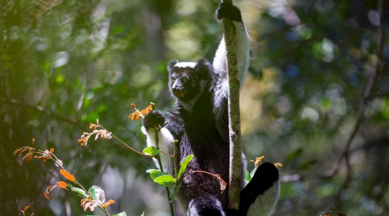 Un primate de Madagascar muestra habilidades musicales humanas