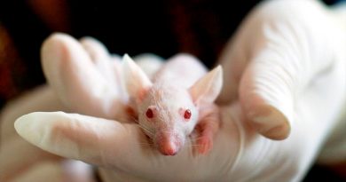 Cuatro fármacos de uso común revierten los síntomas del Alzheimer en ratones