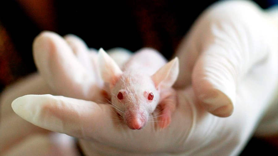 Cuatro fármacos de uso común revierten los síntomas del Alzheimer en ratones