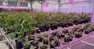 EU: Compañías cultivarán fresas modificadas genéticamente