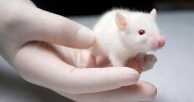 Vacuna mediante un parche cutáneo neutraliza el SARS-CoV-2 en ratones