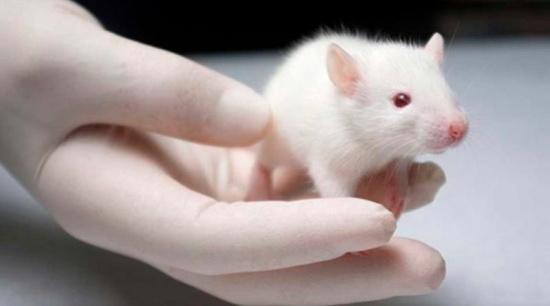 Vacuna mediante un parche cutáneo neutraliza el SARS-CoV-2 en ratones