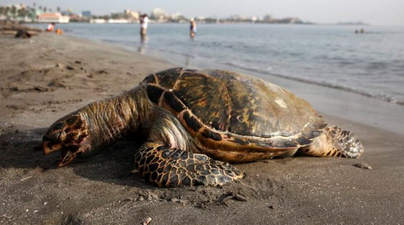 Encontraron más de 300 tortugas golfinas muertas en unas playas mexicanas
