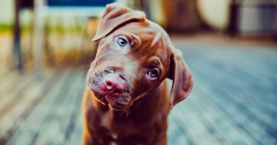 La ciencia descubre por qué los perros inclinan la cabeza