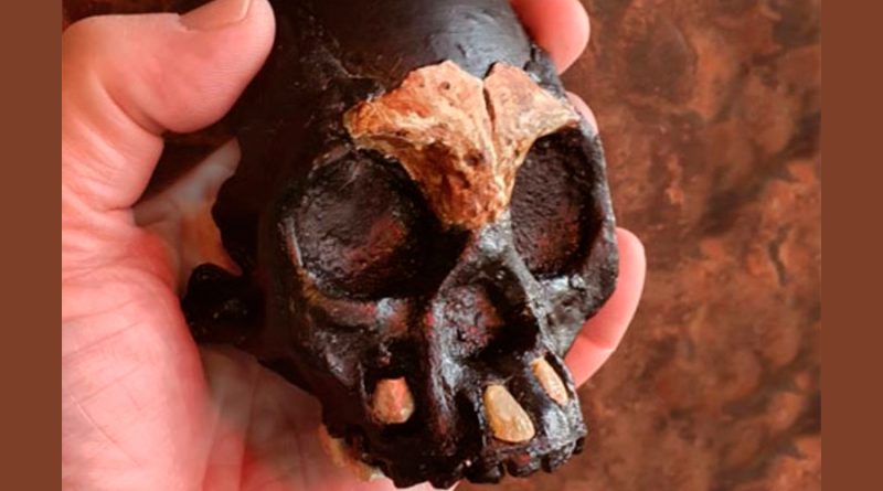 La cueva de los Homo naledi ofrece los primeros restos de un niño