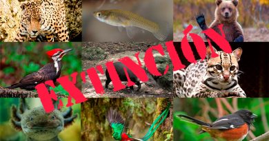 Diez animales en peligro de extinción y extintos en México 2021
