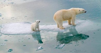 El calentamiento afecta la banquisa ártica y en consecuencia, al oso polar