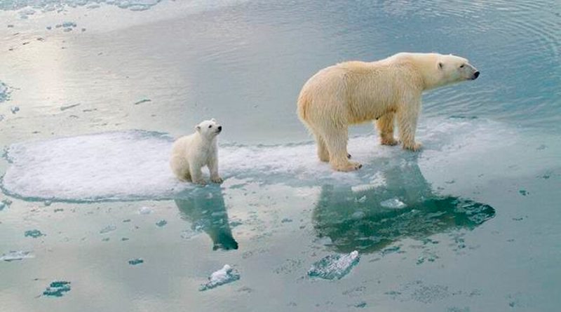El calentamiento afecta la banquisa ártica y en consecuencia, al oso polar