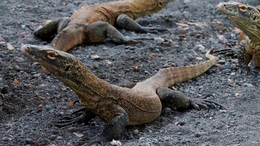 Los dragones de Komodo resisten a la extinción en un zoológico de Indonesia