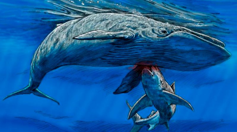 Tiburón gigante, posiblemente megalodón, devoró una ballena hace 15 millones de años