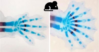 Las aletas de peces y los dedos humanos se forman mediante genética similar