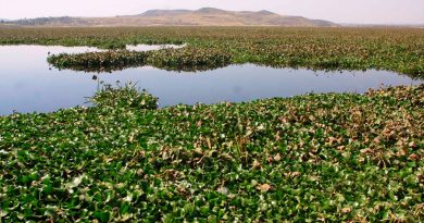 Investigadores mexicanos crean biorrefinería para el manejo sustentable del lirio acuático