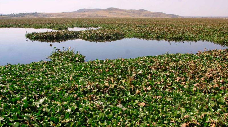 Investigadores mexicanos crean biorrefinería para el manejo sustentable del lirio acuático