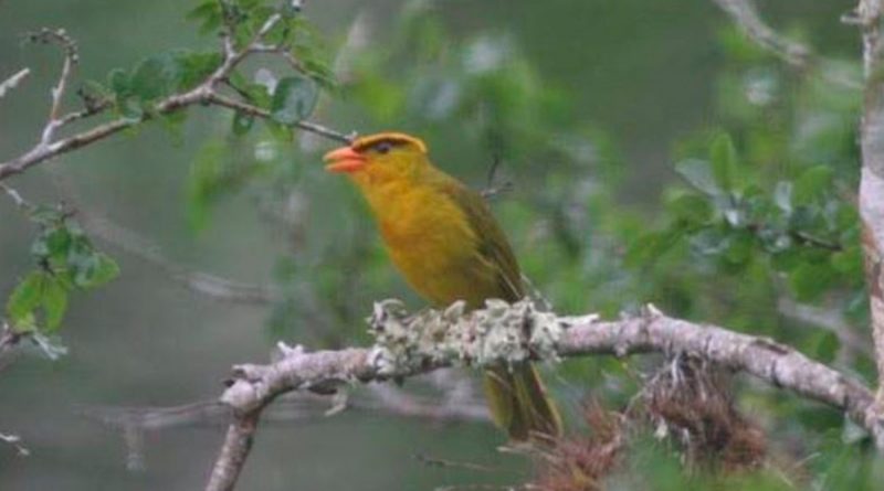Nueva especie y género de pájaro descubierto en Perú