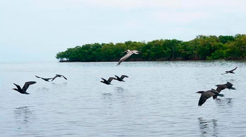 Las aves del Amazonas han empequeñecido para adaptarse al cambio climático