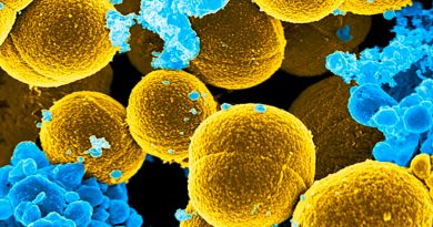 Desarrollan un tejido de oro que neutraliza las bacterias superresistentes