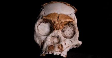 Fósiles hallados en Sudáfrica reabren el misterio de los lejanos primos del hombre