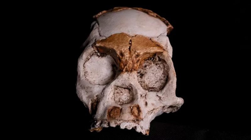 Fósiles hallados en Sudáfrica reabren el misterio de los lejanos primos del hombre
