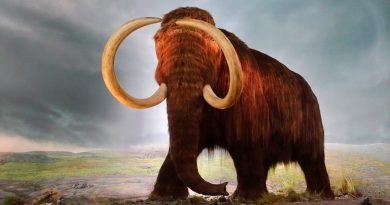 Los humanos aceleraron la extinción del mamut lanudo
