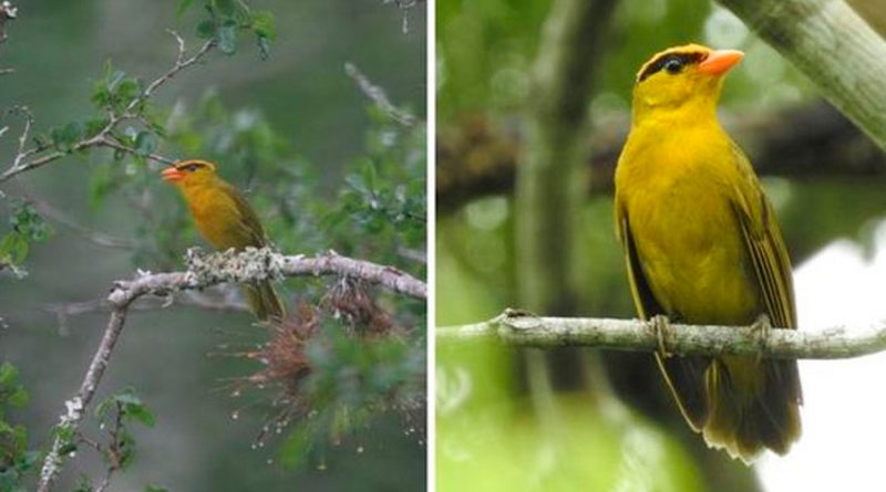 ‘Inti Tanager’, una nueva especie y género de pájaro nunca antes vista