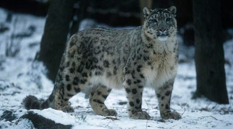 Mueren de Covid 3 leopardos de las nieves en zoológico de Nebraska