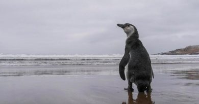 Una acampada de escolares descubre por casualidad una especie de pingüino gigante