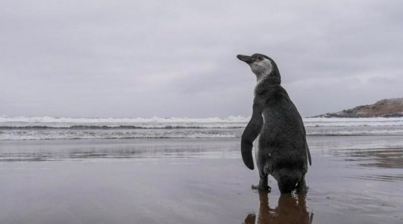 Una acampada de escolares descubre por casualidad una especie de pingüino gigante