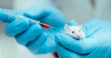 Un medicamento consigue que ratones con lesiones de médula vuelvan a andar