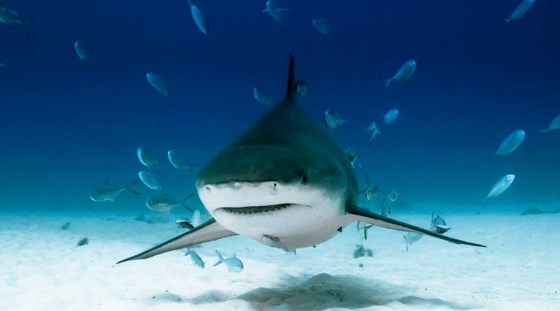 El primer laboratorio para la investigación de tiburones en Latinoamérica estará en Cancún
