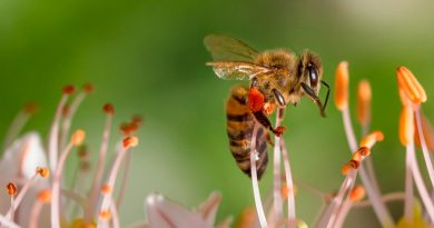 Estudio descubre una nueva causa para la muerte masiva de abejas