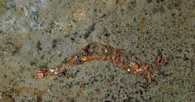 Camarones fosilizados: entre los 'okupas' más antiguos de la historia