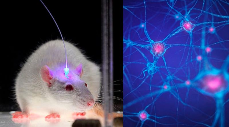 Científicos desarrollan un método para borrar los recuerdos usando luz