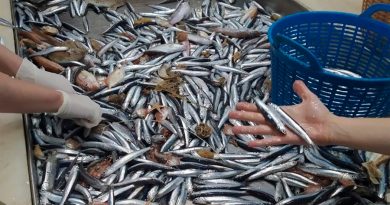 Detectan plastificantes en sardinas, anchoas y merluzas del Mediterráneo