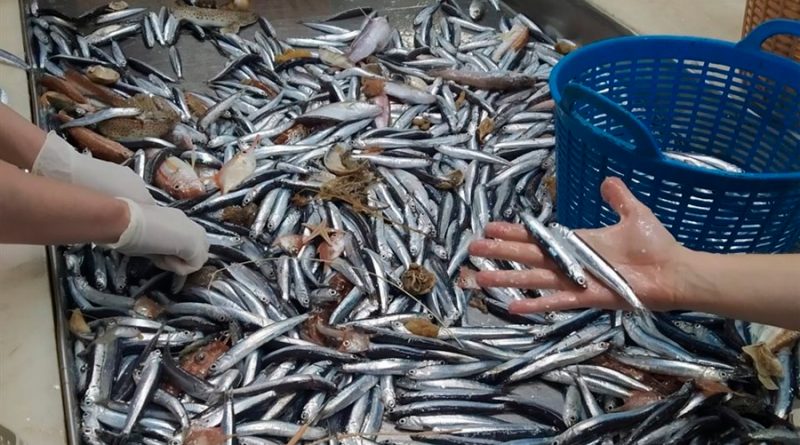 Detectan plastificantes en sardinas, anchoas y merluzas del Mediterráneo