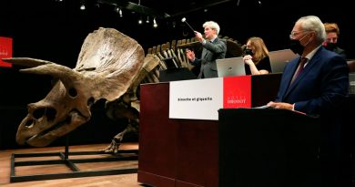 La venta del 'Triceratops' más grande del mundo aviva el debate: ¿subastar o no subastar?