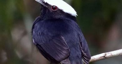 Puede haber más especies de aves en los trópicos de las que conocemos