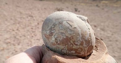 Hallan más de 100 huevos fosilizados de dinosaurio en Argentina