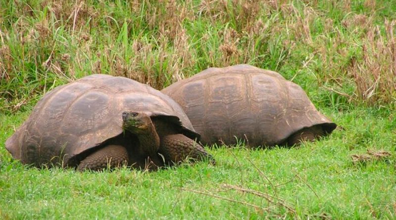 Las tortugas gigantes de las Galápagos desentrañan el secreto de la longevidad