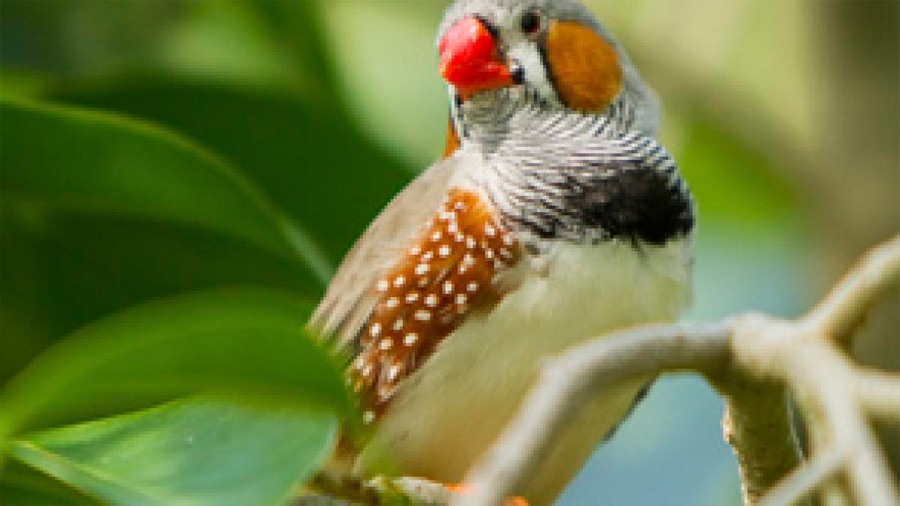 Investigadores descubren un mecanismo de los pájaros para aprender a cantar