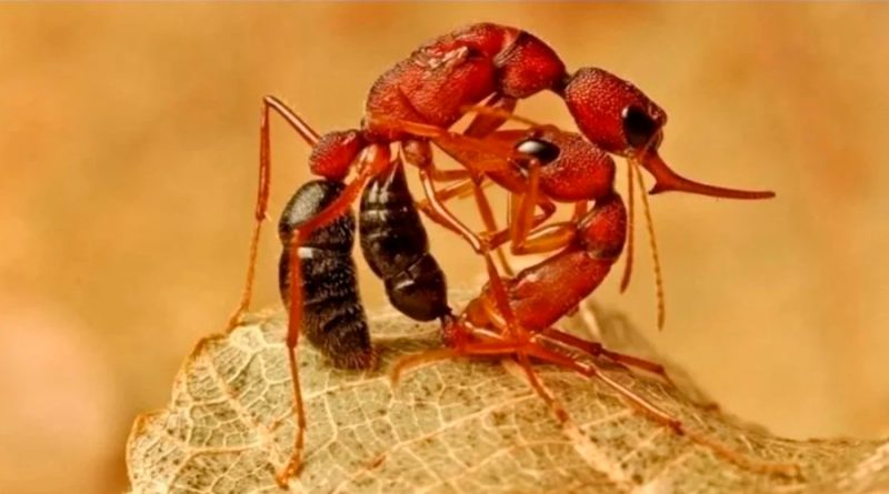 Descubren que una proteína puede convertir a hormigas trabajadoras en reinas