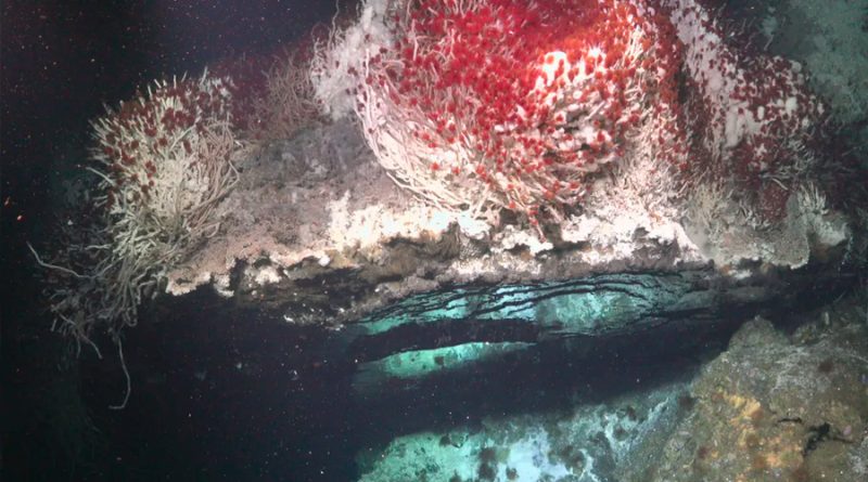 Investigadores de México y EU hallan un asombroso mundo nuevo bajo el mar
