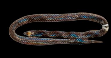 La misteriosa serpiente enana de 17 centímetros que emerge a la tierra tras la lluvia