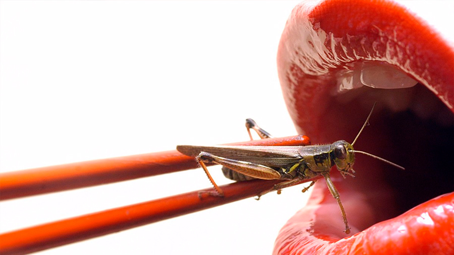 ¿Comer insectos? Te aportan como alimento mucho más de lo que piensas