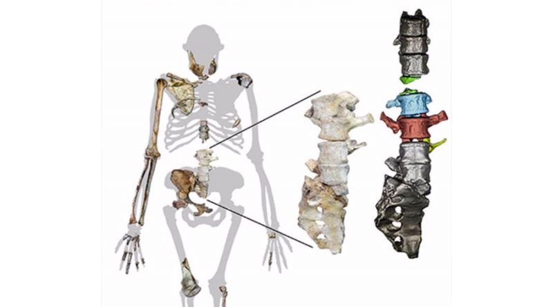 Australopithecus sediba caminaba como humano y trepaba como simio