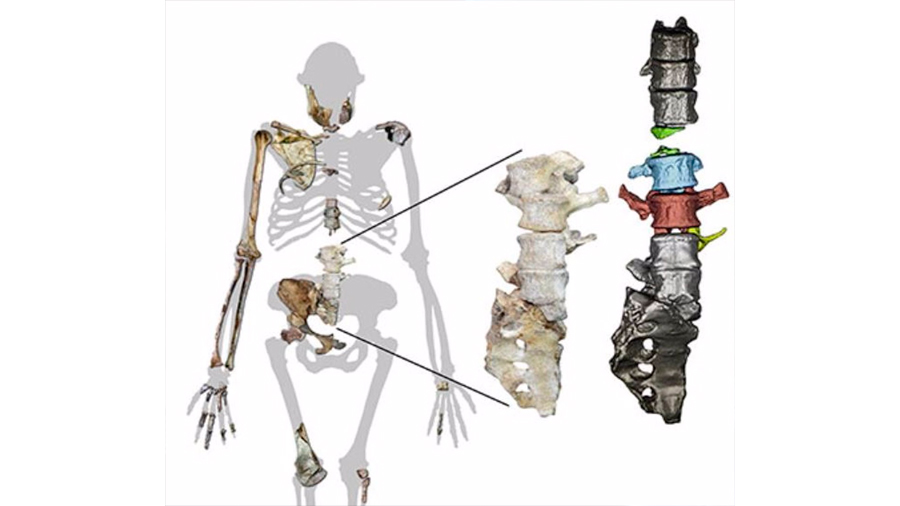 Australopithecus sediba caminaba como humano y trepaba como simio
