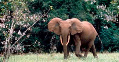 Elefante enano de Sicilia y su secreto de la longevidad