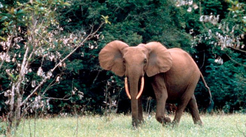 Elefante enano de Sicilia y su secreto de la longevidad