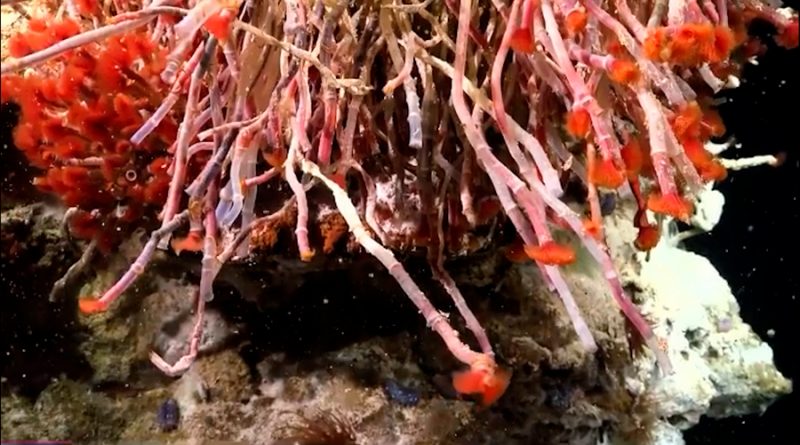 Científicos hallaron nuevos respiraderos hidrotermales en México: qué son y dónde se encuentran